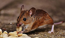 24 Hour & Emergency Exterminators in Rudolph, OH